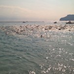 Il ruggito dei Leoni arriva fino in Liguria