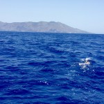 Aiello e l’inedita traversata a nuoto: “Un messaggio per chi si trova in difficoltà”