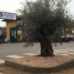 Malnatese, messaggio di speranza. Bernasconi: “Un ulivo di rigenerazione e pace”