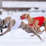 Gli animalisti protestano, l’Ippodromo annulla il Coursing: “Aperti e disponibili per la cittadinanza”