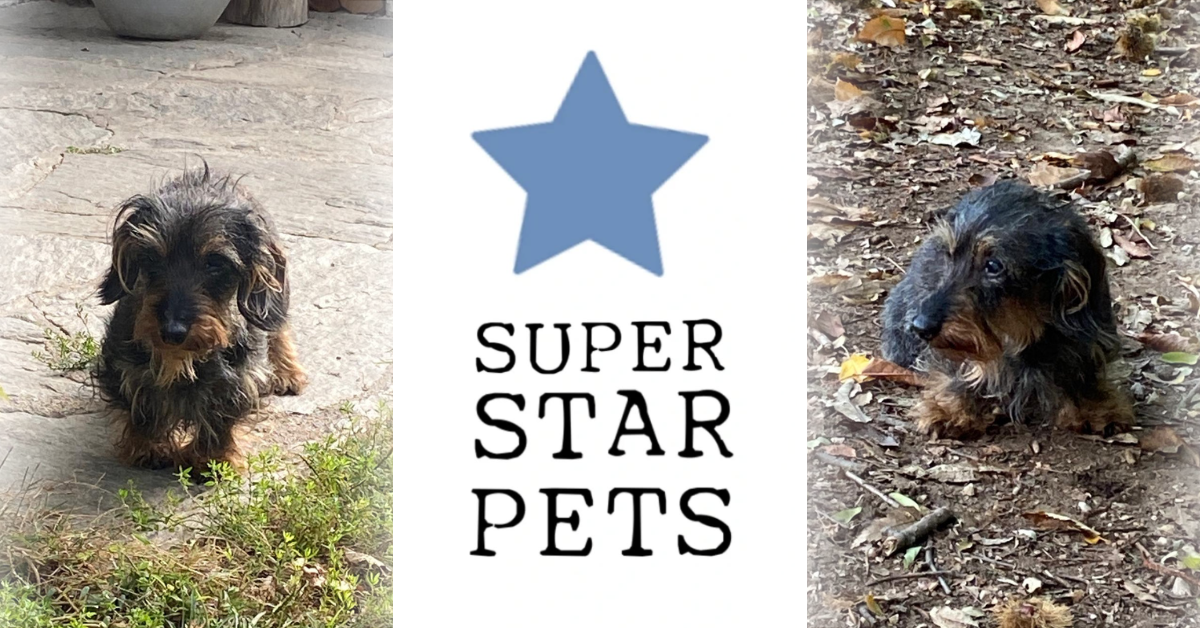 Passione e determinazione per Super Star Pets. Vale e Sara: “Troviamo una casa per animali in difficoltà”
